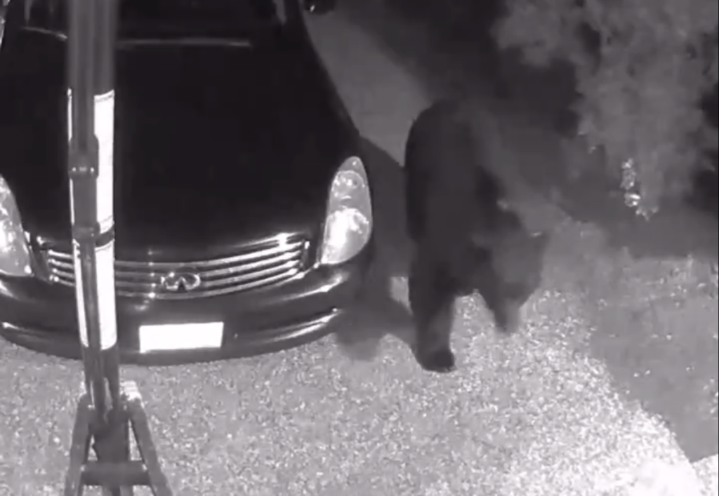 Black bear seen on camera wandering in Mill Bay neighbourhood (VIDEO)