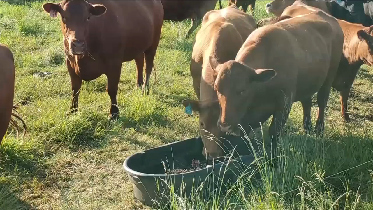 Researchers investigating whether seaweed feed for cows could make beef