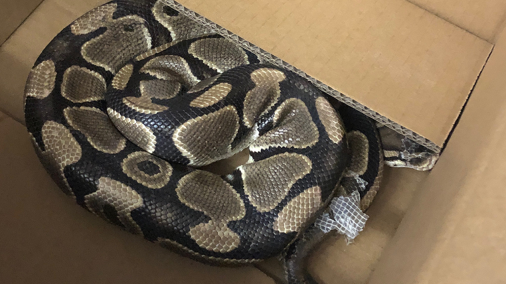 Missing python found after it disappeared for over a month: VicPD