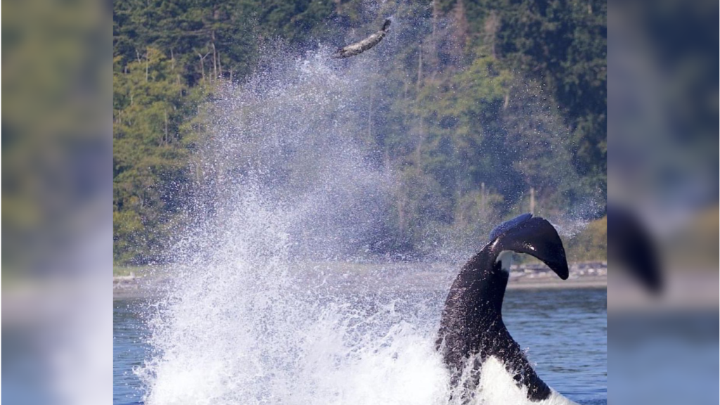 'Breathtaking'; Whale watching crew captures orca punting seal off Vancouver Island coast