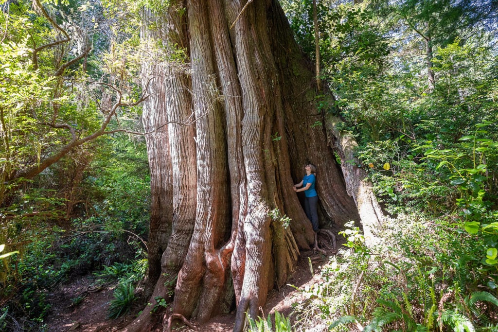 B.C. moves to end divisive old growth forest policies, protects nine areas