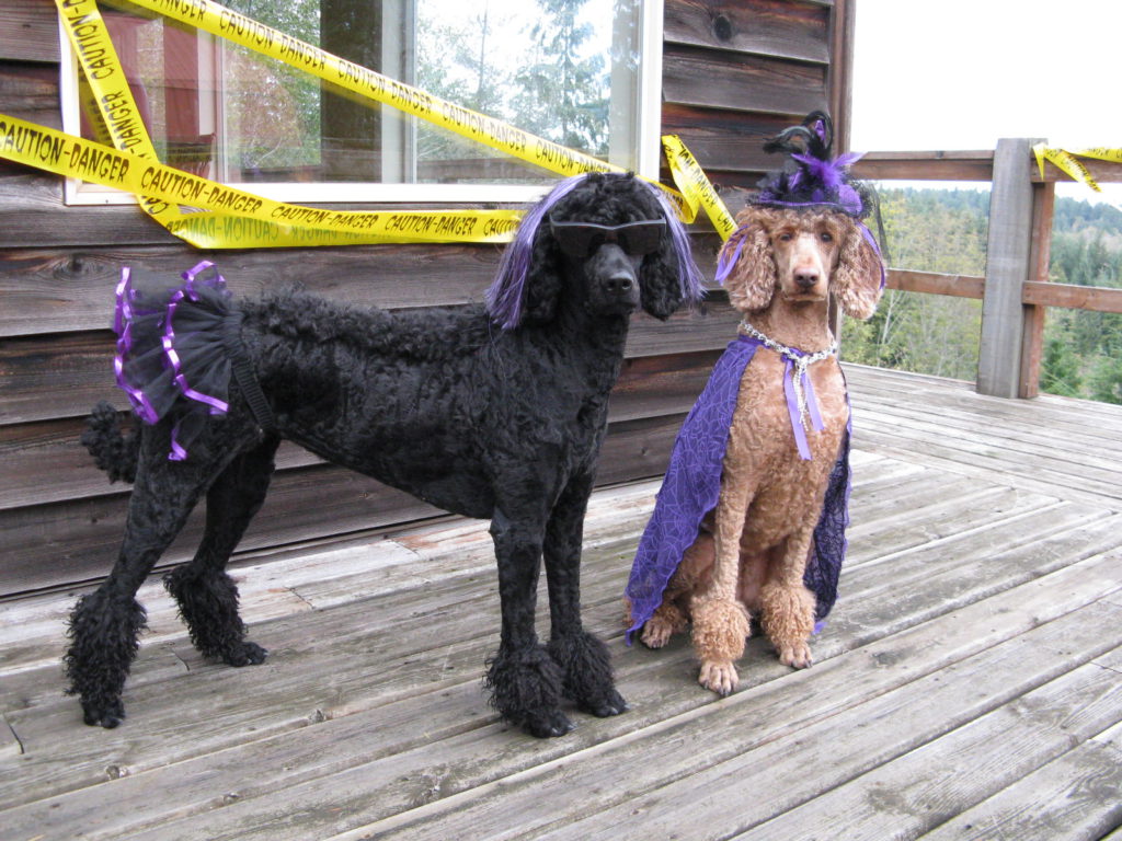 Standard shop poodle costumes