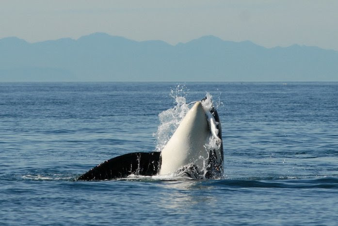 Whale marine researchers purchase salmon spawning grounds in Washington in effort to restore fish population, save orcas