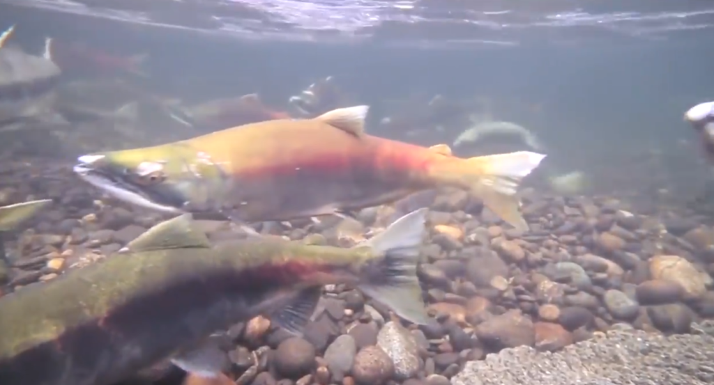 Salmon at risk: New study determines deadly killer targets urban coho