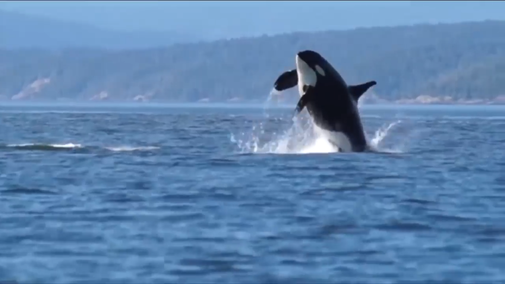 Transport Canada announces measures to protect endangered southern resident killer whales