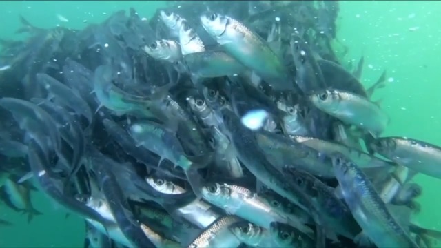 World Fisheries Trust working with volunteers to increase herring population in the Salish Sea