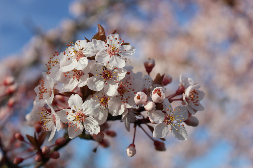 Greater Victoria's annual flower count set to bloom for another year