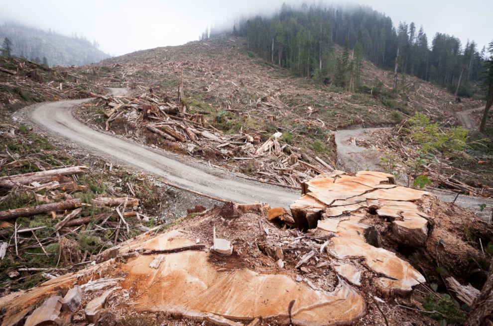 B.C. government faces rising criticism for failing to protect old growth forests from logging