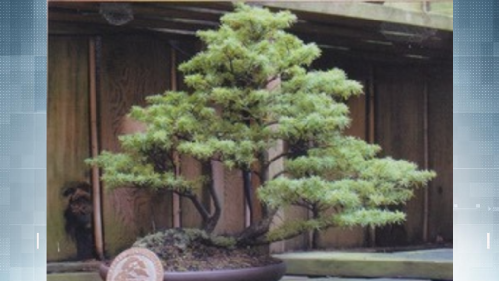 Saanich Police searching for stolen Bonsai trees