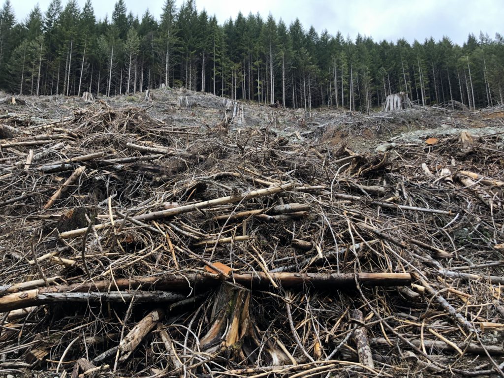 Opinion: British Columbians deserve more than continued delays and deflection on old growth