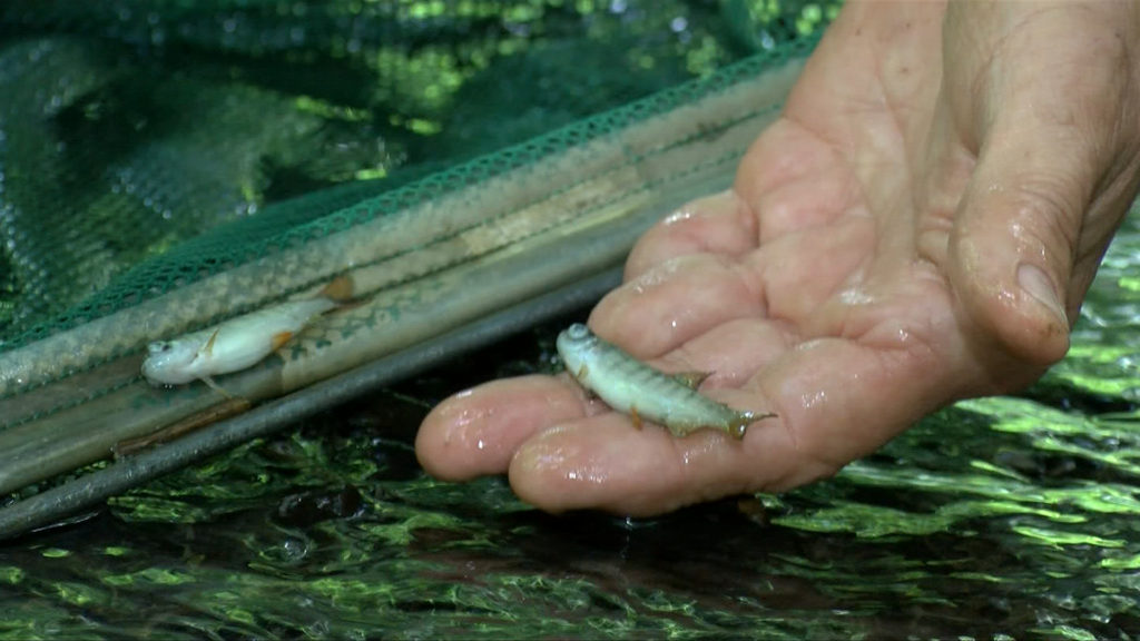 'Every fish was dead': Bleach suspected to have killed hundreds of fish in Sidney's Reay Creek