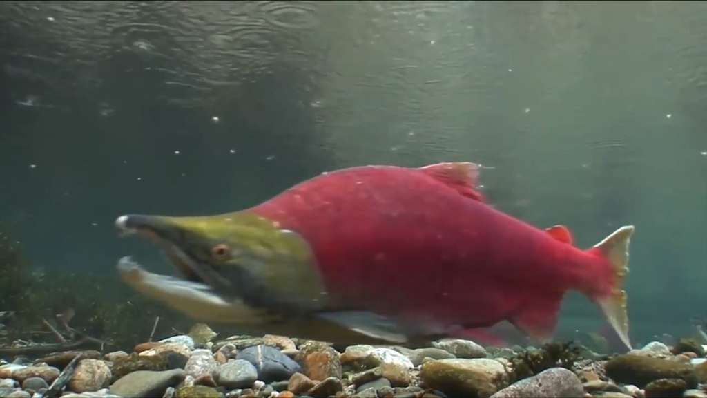 Retreating glaciers are creating new salmon habitat, B.C. study shows