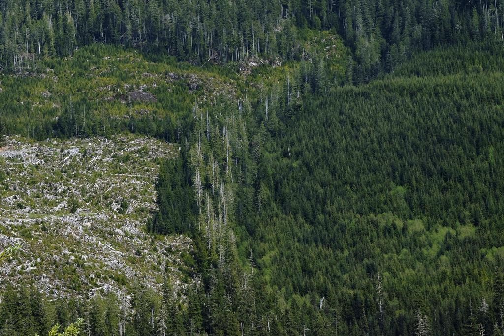 Old-growth logging opponents launch hunger strike as arrests continue at Fairy Creek