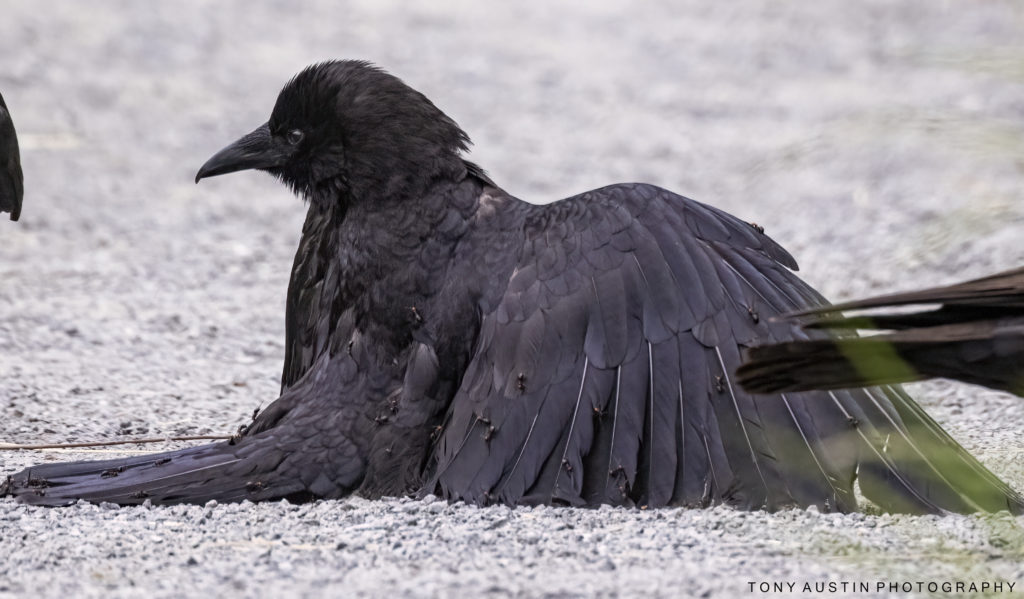 Vancouver Island photographer captures crow taking an ant bath