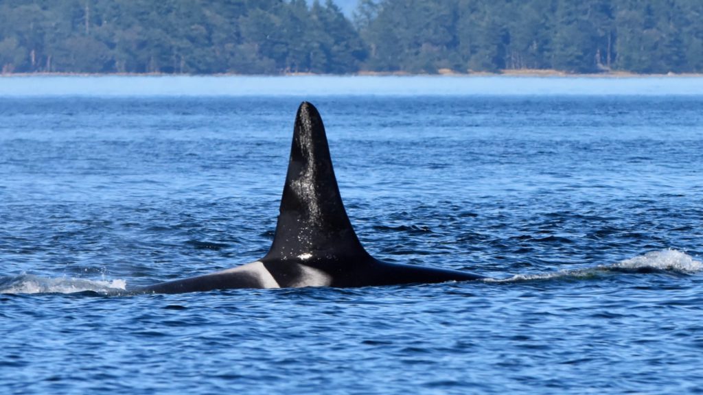 Endangered orcas leave Salish Sea again, K21 in poor condition: researchers