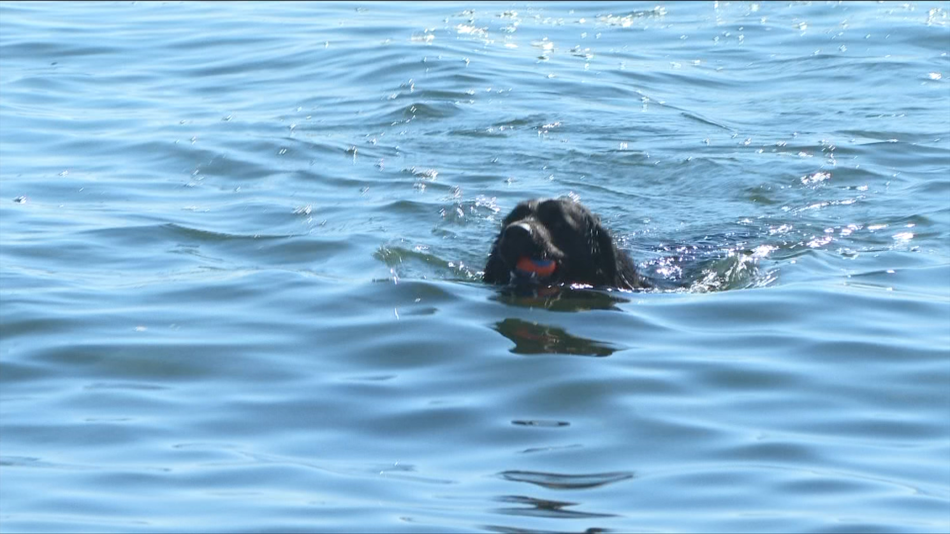 Federal agency continues crackdown on unleashed dogs at Greater