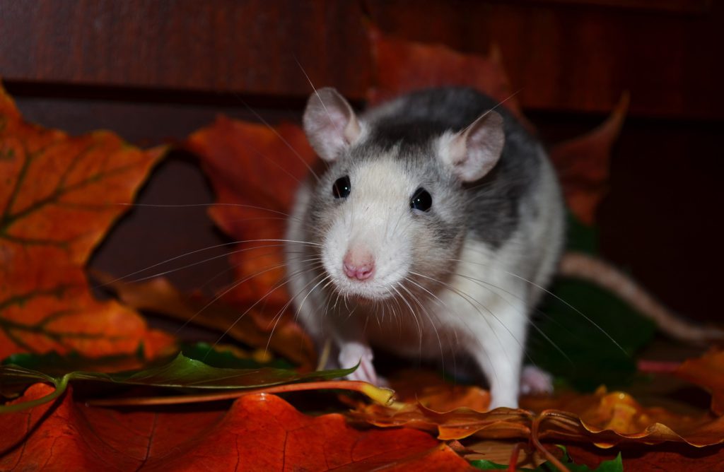 Victoria ranks 3rd among 'rattiest cities' in B.C., pest control company says