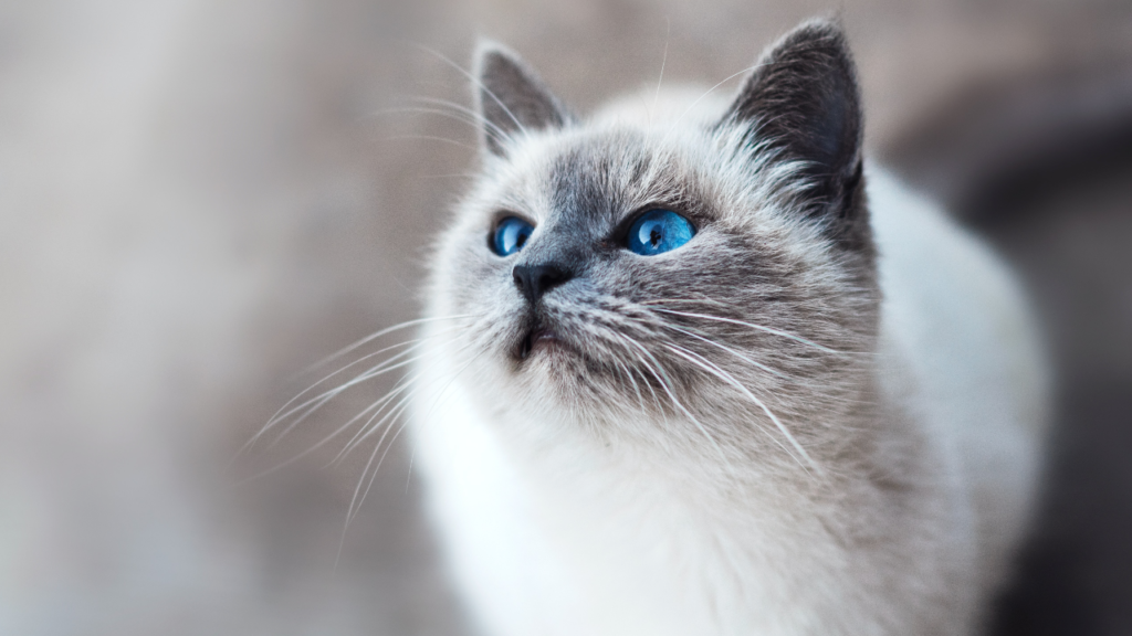 Cat that perches on horses, donkeys reunited with family