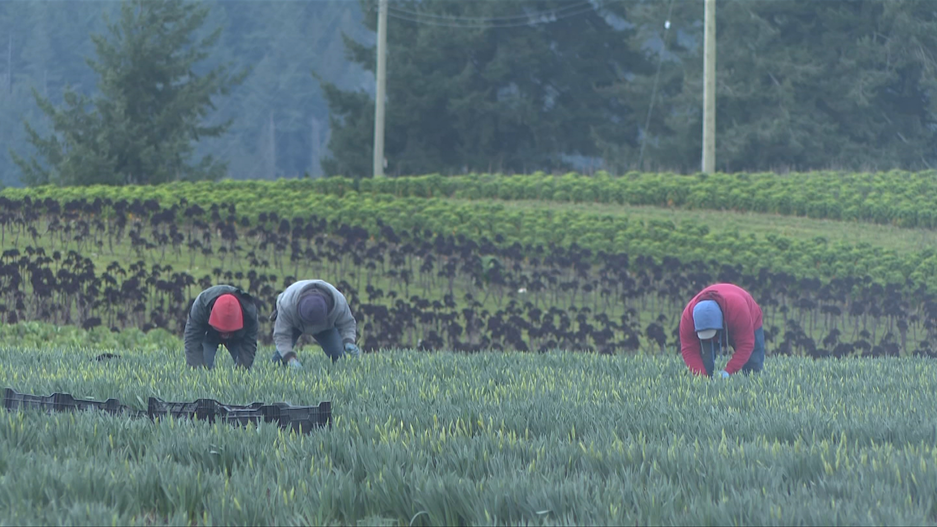 'Since COVID, it's always been a struggle' Victoria Daffodil farm in