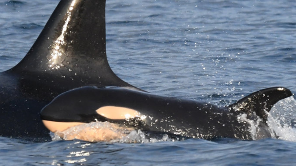 Southern resident orca whale from J-Pod gives birth