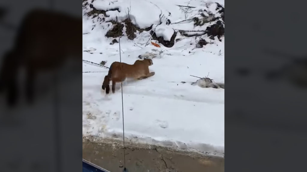 Cougar captured near Nanaimo daycare, released into wilderness