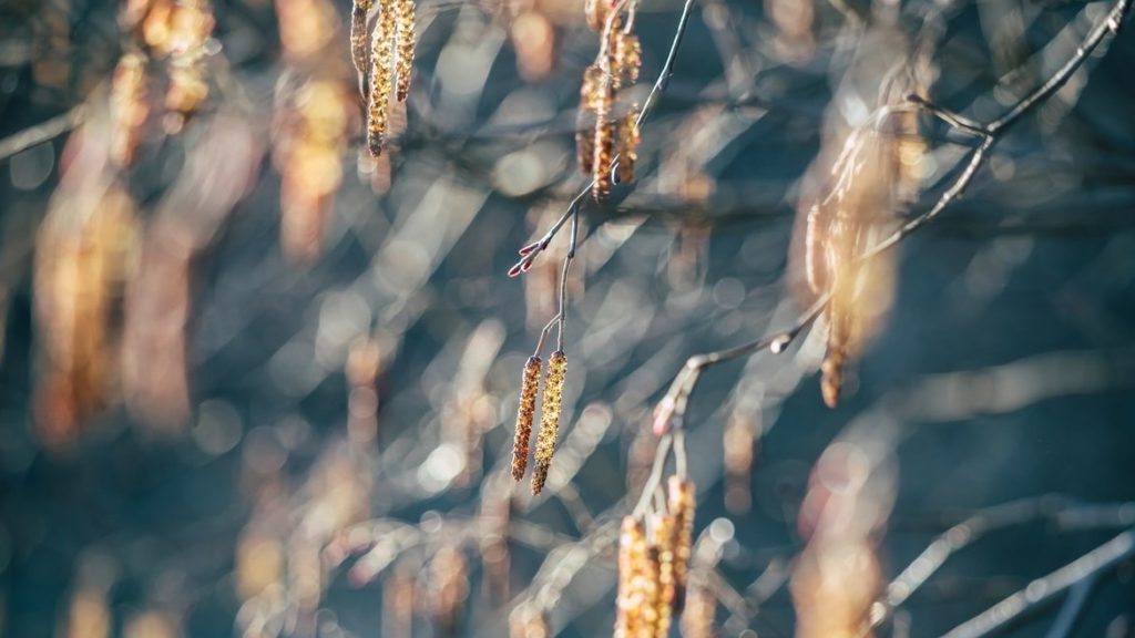 Pollen season in Victoria peaking earlier than previous three years