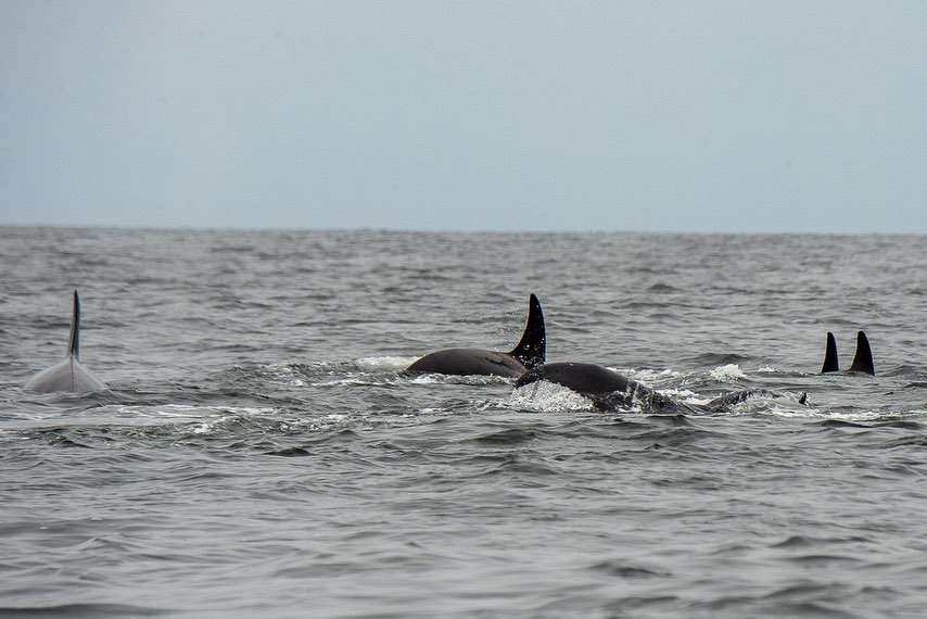 'We have NEVER documented this before': Tofino tourism operator witnesses killer whales attacking humpback