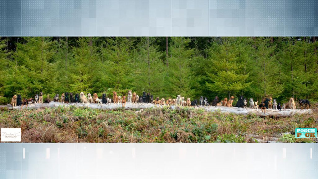 Nanaimo group puts 55 dogs on a log to raise money for people leaving domestic violence