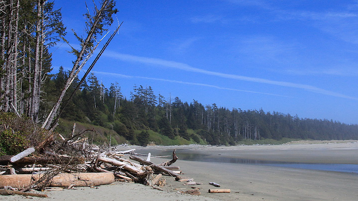 Seasonal dog ban implemented at western Vancouver Island beach to protect migratory birds