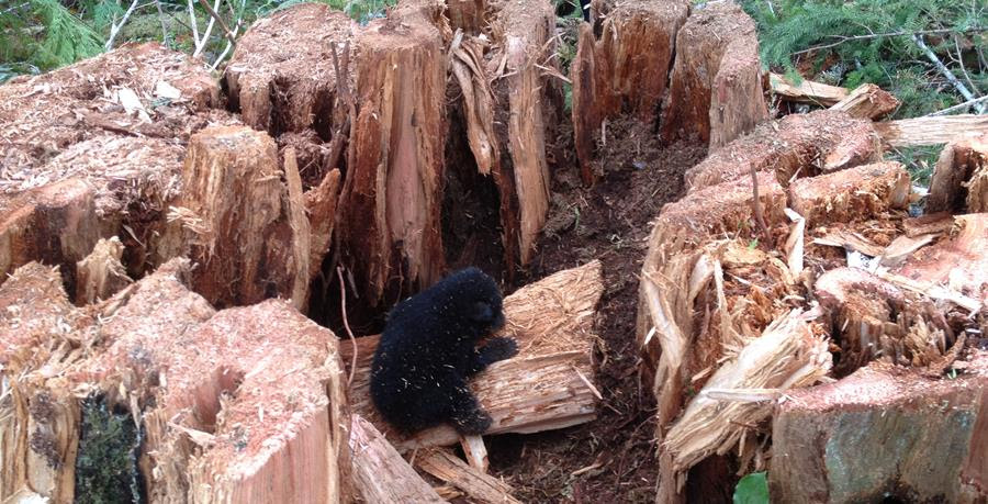 Environmental groups, First Nations call for protection of bear dens across B.C.