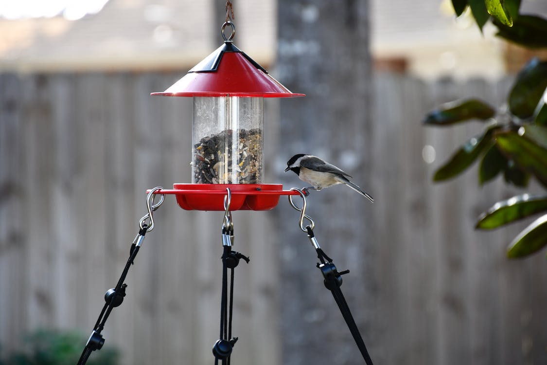 Bird Feeders And Bird Flu Uk at David blog