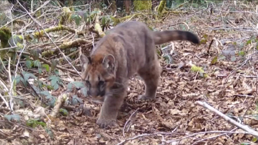 Animal protection organization offering $8,500 reward for information in cougar poaching case