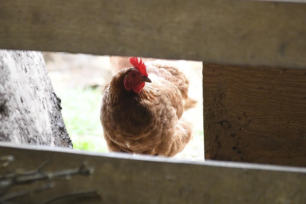 Seven commercial poultry flocks in B.C.'s Fraser Valley have bird flu: ministry