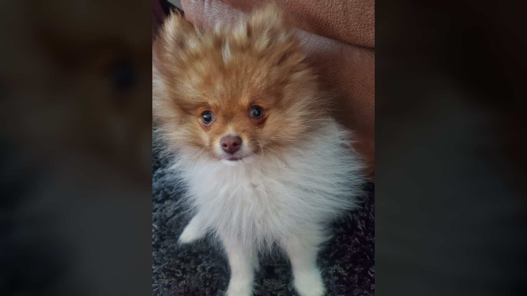 Truck, camper van with Pomeranian puppies inside stolen from Langford construction site