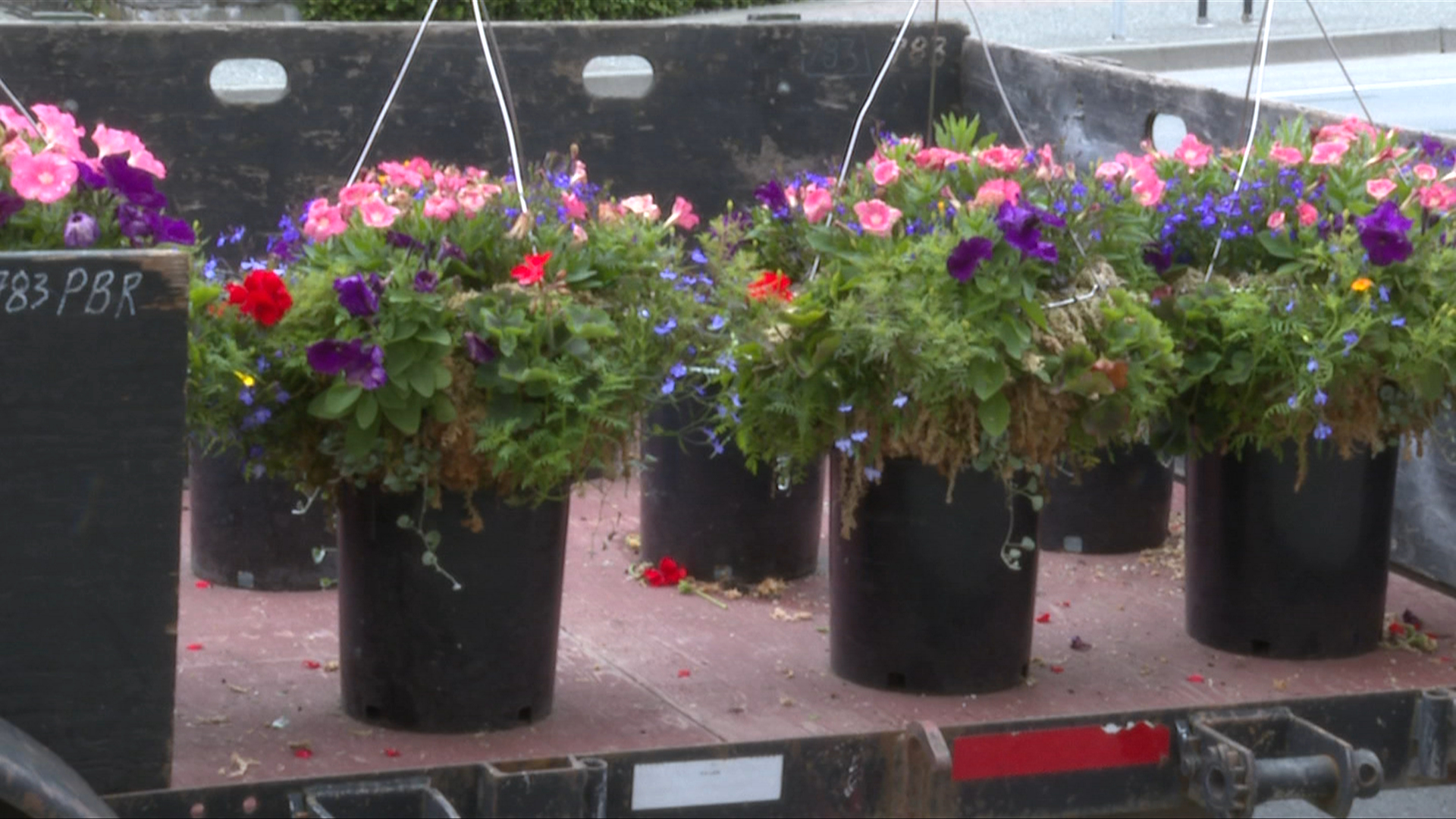 Victoria's hanging flower baskets installed downtown for 85th straight year