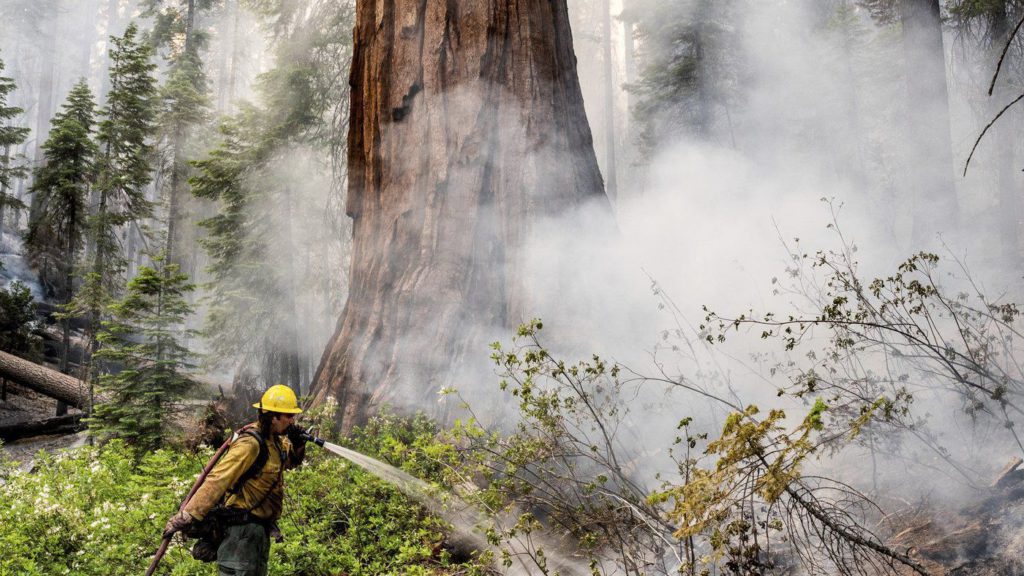 Yosemite fire grows as crews protect iconic sequoias