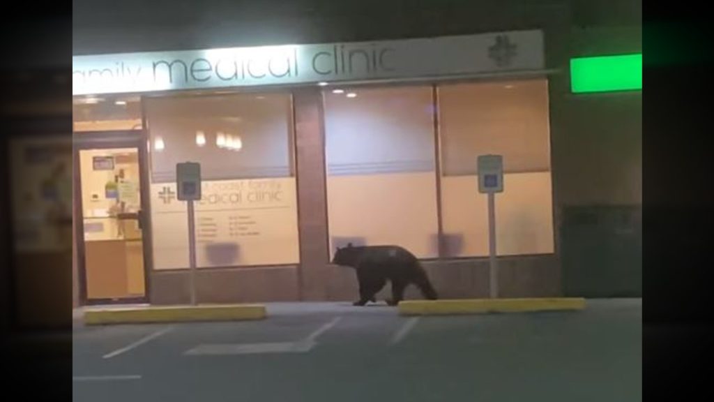 'Window shopping': Woman captures video of bear outside Sooke mall