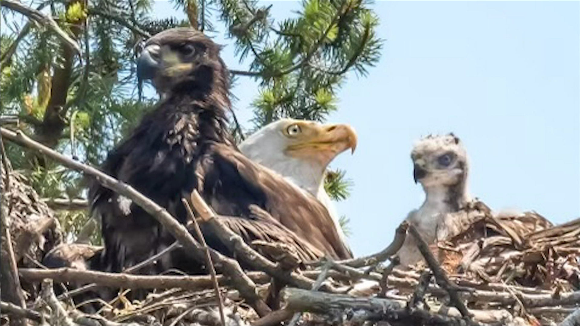 Gabriola Island eagle that shared nest with hawk found electrocuted