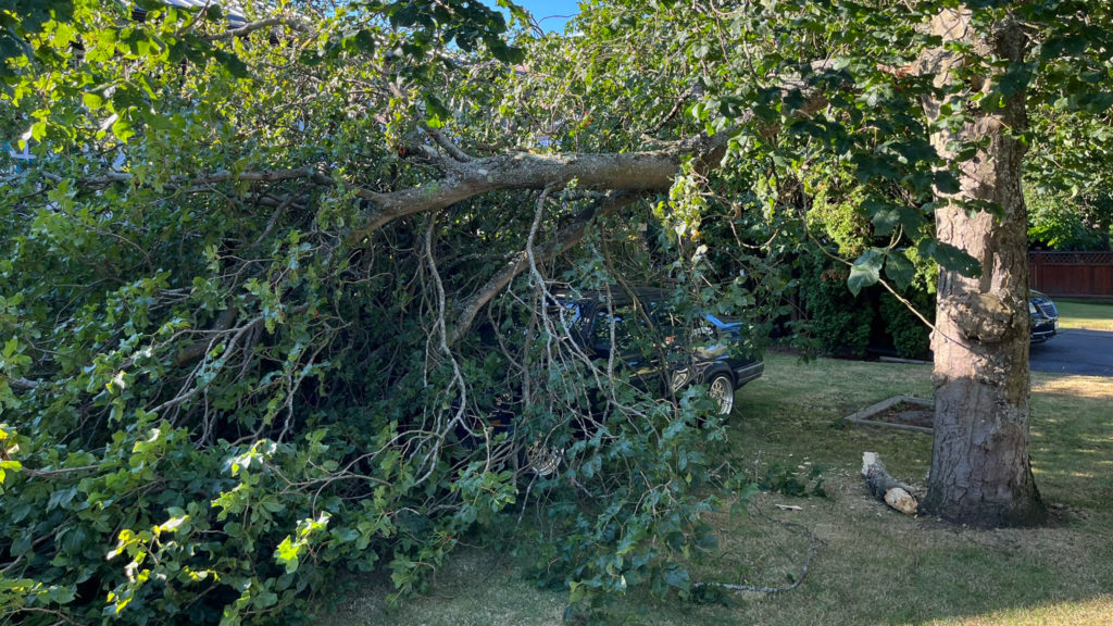 Branch snaps off chestnut tree, smashes car on Victoria property