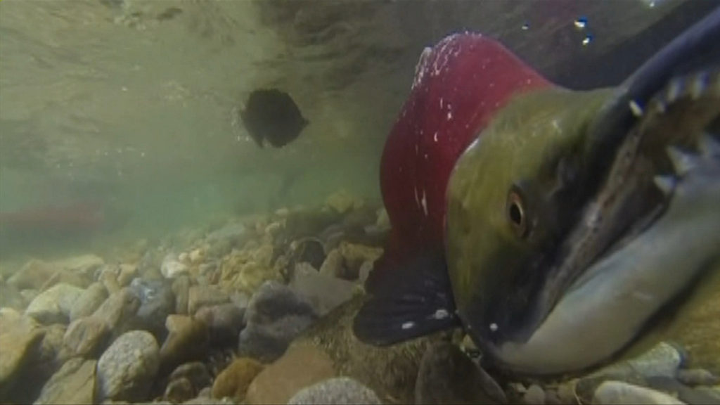 Fraser River sockeye closed to Island fishers, as U.S. fleet nets B.C. bound fish