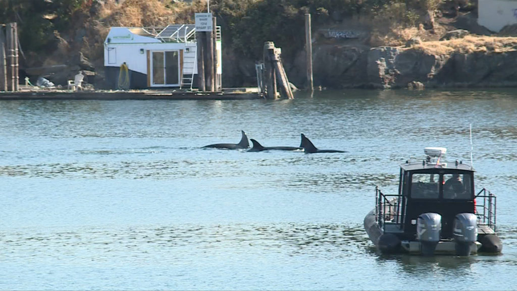 Orcas appear in Victoria's Inner Harbour, delighting residents and visitors alike