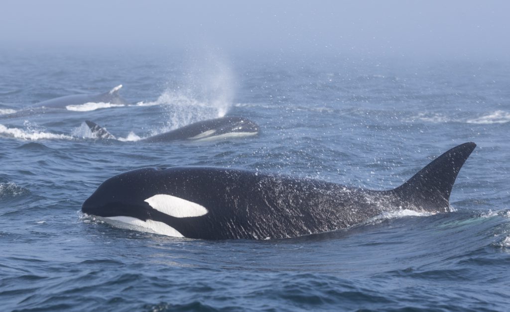 VIDEO: Orcas and humpback whales clash in tense encounter west of Victoria