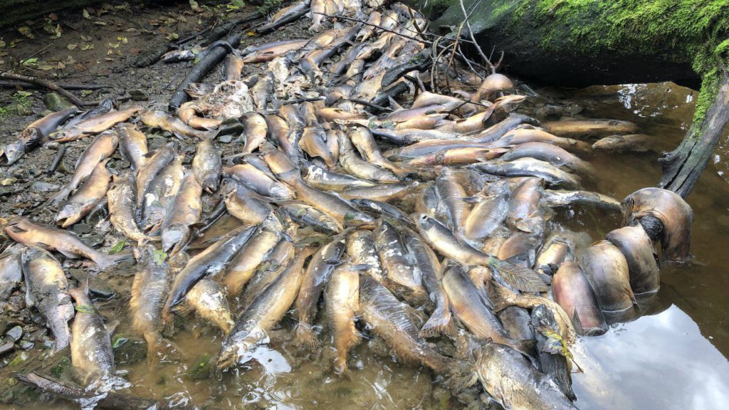 Historic drought behind B.C. wildfires, salmon die-off could continue, experts say