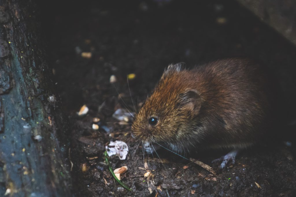 Victoria named fourth 'rattiest' city in B.C., seventh in Canada