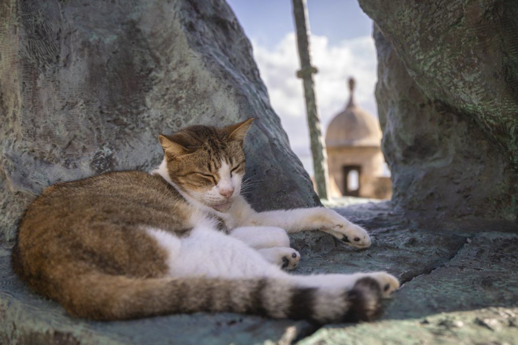 Activists fight bid to remove Puerto Rico's 'colonial cats'