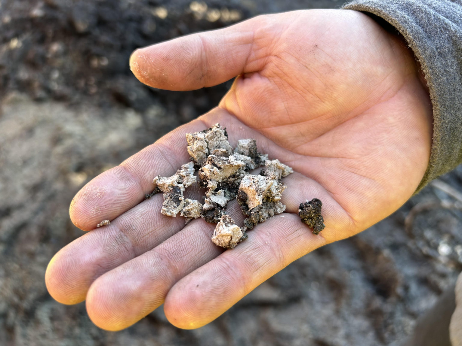 'Quite rare' 12,000 year old bison bones discovered at Saanich