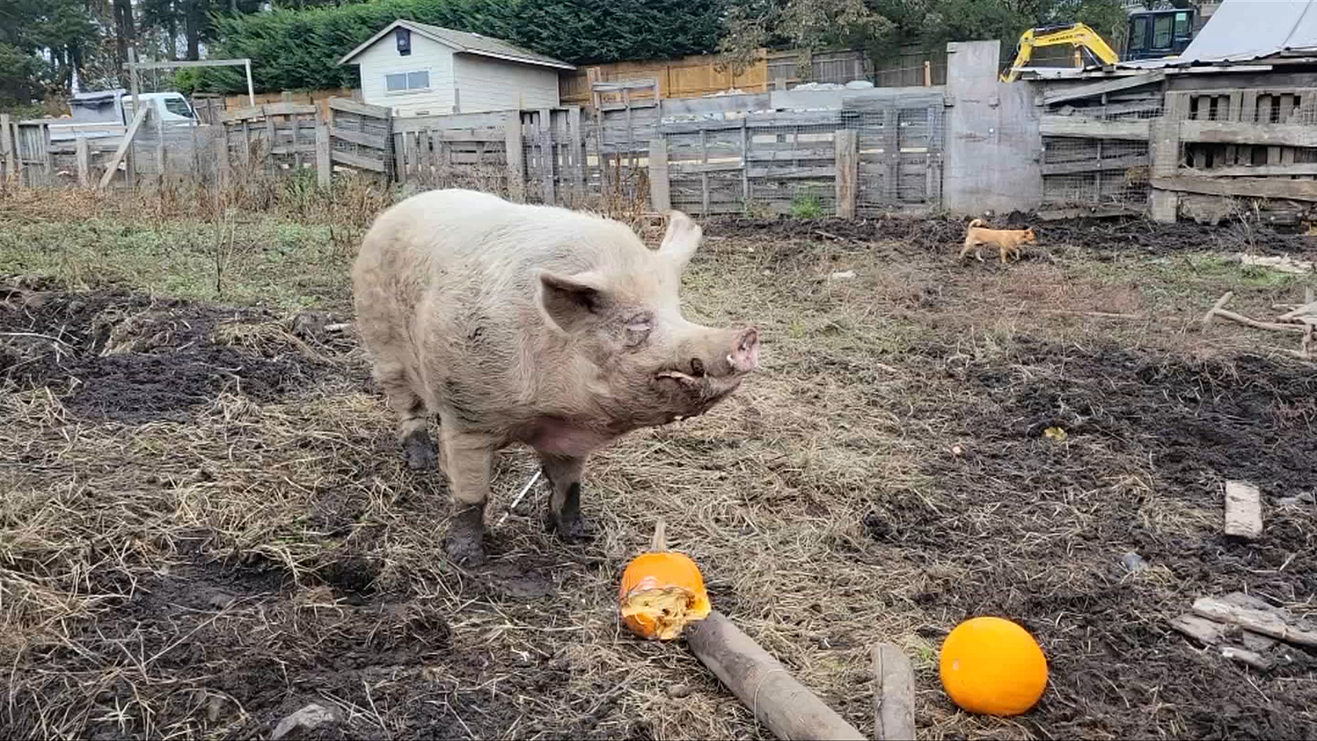 Pig stabbed repeatedly on Vancouver Island, police and BC SPCA