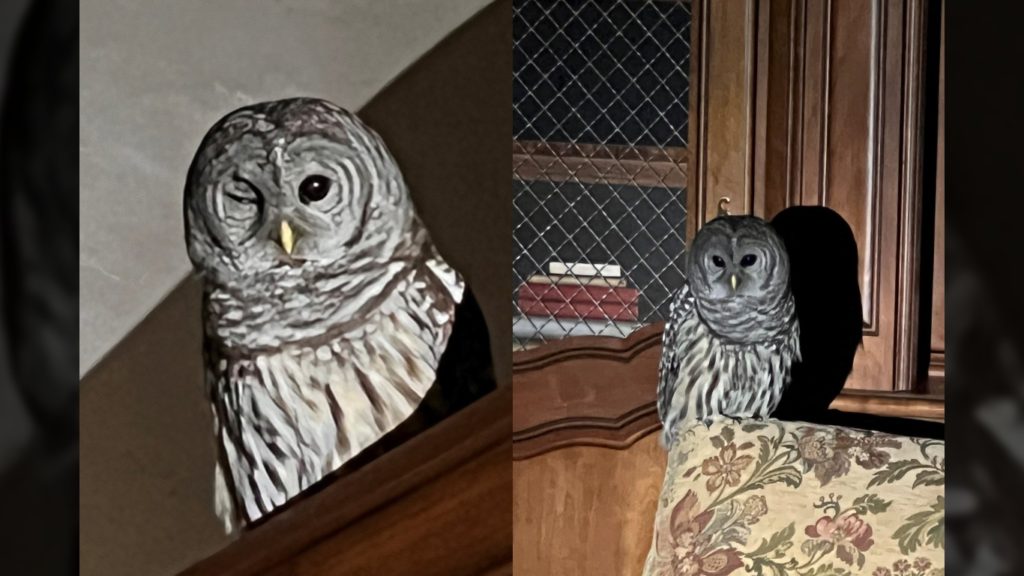 Oak Bay intruder turns out to be an owl: police