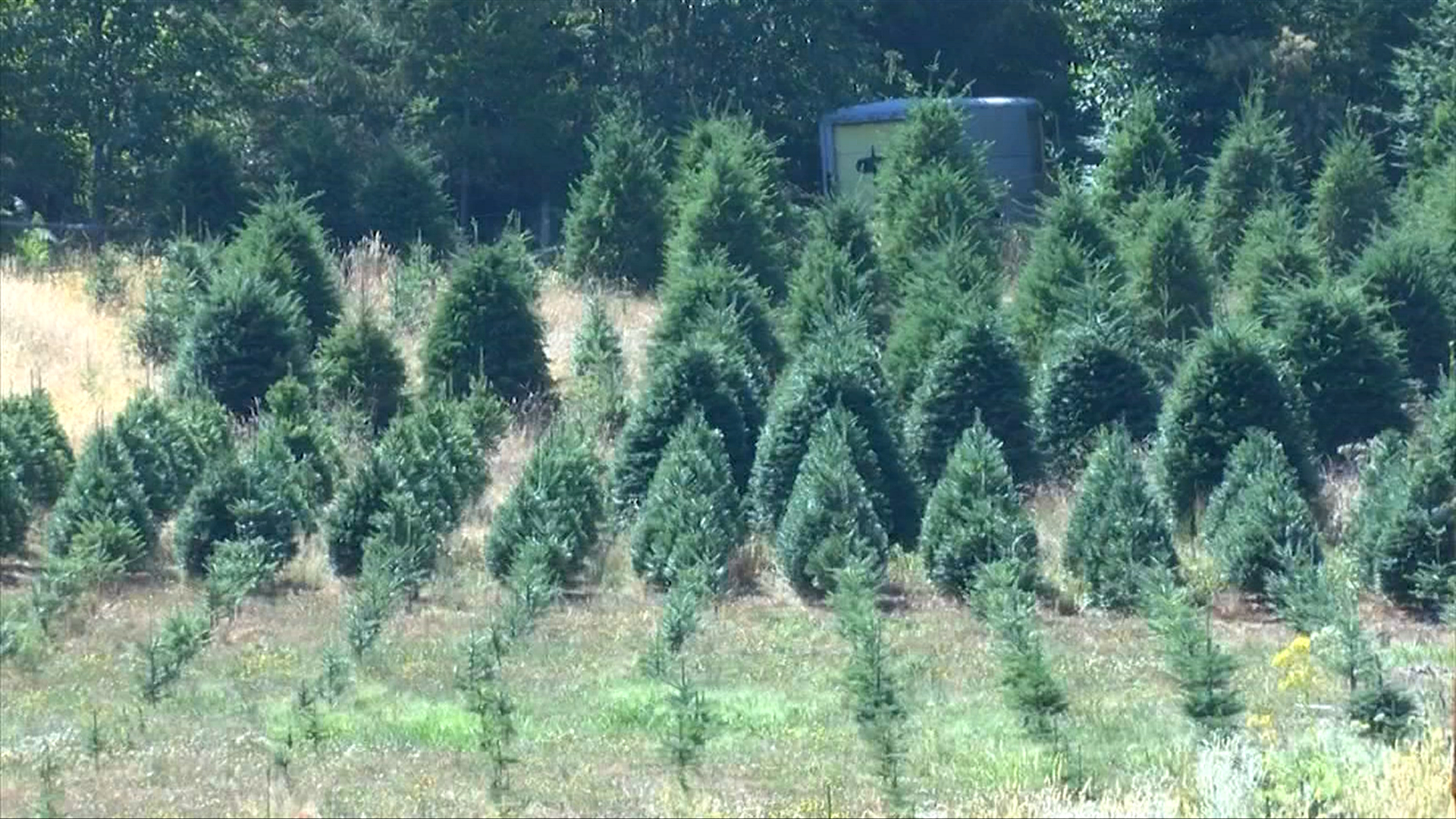 Christmas tree harvest underway on Vancouver Island as shortage looms