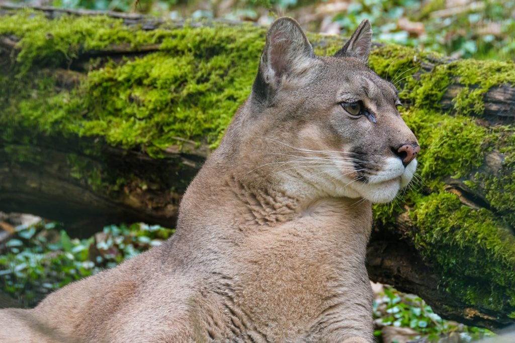 Woman stalked by cougar at Colwood park finds refuge at nearby house: police